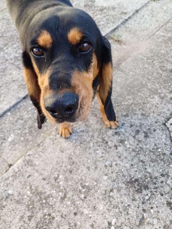 Dolce cucciolone in cerca di casa Foto 2